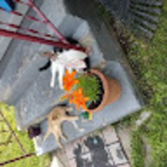 Meet your Posher, Diane - Picture 1 of 1